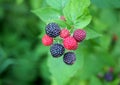 Berries of `black raspberry` during ripeness Royalty Free Stock Photo