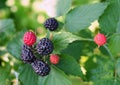 Berries of `black raspberry` during ripeness Royalty Free Stock Photo