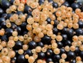 Berries of black and white currant
