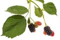 Berries of blackberry, lat. Rubus fruticosus, isolated on white background