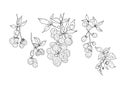 Berries Blackberry Raspberry Leaves Twigs Nature Herbs Natural Graphic Illustration Hand Drawn Coloring for Children