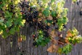 Berries of blackcurrant in the garden on a bush. Current crop of black currants near a bamboo fence. Cultivation of Royalty Free Stock Photo