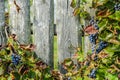 Berries and branches of grapes on the background of an old wooden fence Royalty Free Stock Photo