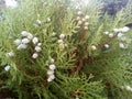 Berries and branches of thuja.