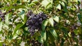 Berries on a bush of the wild Privet or Ligustrum vulgare in the sun, common privet berries Royalty Free Stock Photo