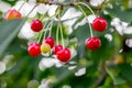 Berries are cherries on branches of a tree. Mature juicy berri