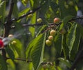 Berries cherries with drops