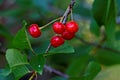 Berries of a cherry are ripe Royalty Free Stock Photo