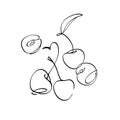 Berries cherry sweet on a white background. Contour draw. Vector illustration. Minimalist art work for design