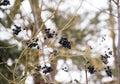 Berries of chokeberry aronia on branches in winter. Royalty Free Stock Photo