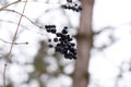 Berries of chokeberry aronia on branches in winter. Royalty Free Stock Photo