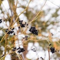 Berries of chokeberry aronia on branches Royalty Free Stock Photo