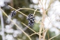 Berries of chokeberry aronia on branches in winter. Royalty Free Stock Photo