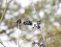 Berries of chokeberry aronia on branches in winter. Royalty Free Stock Photo