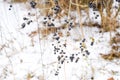 Berries of chokeberry aronia on branches in winter. Royalty Free Stock Photo