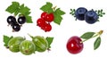 Berries collection isolated Royalty Free Stock Photo