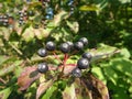 Berries of common dogwood Royalty Free Stock Photo