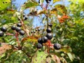 Berries of common dogwood Royalty Free Stock Photo