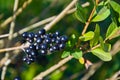 Berries of the common privet Ligustrum vulgare on autumn Royalty Free Stock Photo