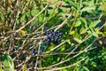 Berries of the common privet Ligustrum vulgare on autumn Royalty Free Stock Photo