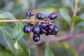 Berries of common privet Ligustrum vulgare on autumn Royalty Free Stock Photo