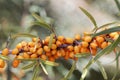 Berries of a common sea buckthorn Hippophae rhamnoides