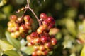 Berries of the Common smilax Royalty Free Stock Photo