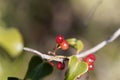 Berries of the Common smilax Royalty Free Stock Photo