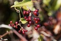 Berries of the Common smilax Royalty Free Stock Photo