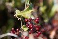 Berries of the Common smilax Royalty Free Stock Photo