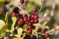 Berries of the Common smilax Royalty Free Stock Photo