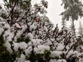 Berries contrasted with fresh white snow on top of a green bush outside after a winter storm Royalty Free Stock Photo
