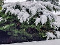 Berries contrasted with fresh white snow on top of a green bush outside after a winter storm Royalty Free Stock Photo