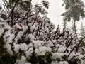 Berries contrasted with fresh white snow on top of a green bush outside after a winter storm Royalty Free Stock Photo