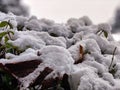 Berries contrasted with fresh white snow on top of a green bush outside after a winter storm Royalty Free Stock Photo