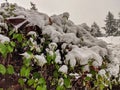 Berries contrasted with snow on top of a green bush outside after a winter storm Royalty Free Stock Photo