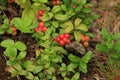 Berries of cowberries