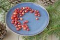 Berries cranberries on blue plate, with pine sprig, branch and cones. Northern berries. The gifts of Nordic russian nature.