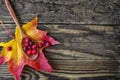 Berries of cranberries and a wooden spoon on a maple leaf