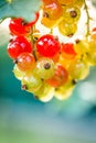 Berries of currant on bush, ripe and unripe fruits of red currant Royalty Free Stock Photo