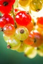 Berries of currant on bush, ripe and unripe fruits of red currant Royalty Free Stock Photo