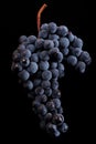 Berries of dark bunch of grape with water drops in low light isolated on black background Royalty Free Stock Photo