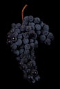 Berries of dark bunch of grape with water drops in low light isolated on black background Royalty Free Stock Photo