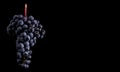 Berries of dark bunch of grape with water drops in low light isolated on black background Royalty Free Stock Photo