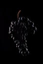 Berries of dark bunch of grape with water drops in low light isolated on black background Royalty Free Stock Photo