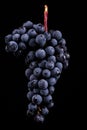 Berries of dark bunch of grape with water drops in low light isolated on black background Royalty Free Stock Photo