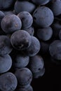 Berries of dark bunch of grape with water drops in low light isolated on black background Royalty Free Stock Photo