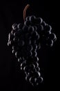 Berries of dark bunch of grape with water drops in low light isolated on black background Royalty Free Stock Photo