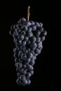 Berries of dark bunch of grape with water drops in low light isolated on black background Royalty Free Stock Photo