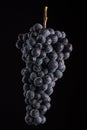 Berries of dark bunch of grape with water drops in low light isolated on black background Royalty Free Stock Photo